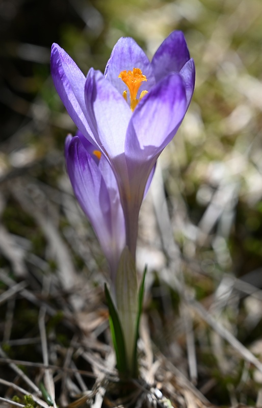 šafran spišský Crocus discolor G. Reuss