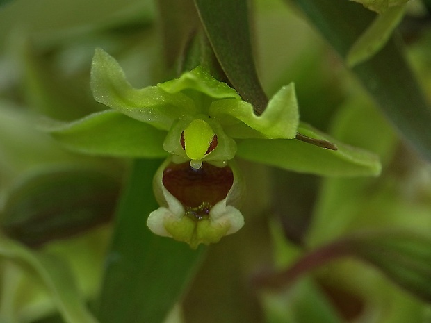 kruštík Epipactis sp.