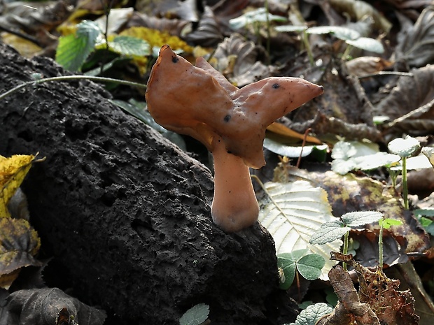 ušiak mitrovitý Gyromitra infula (Schaeff.) Quél.