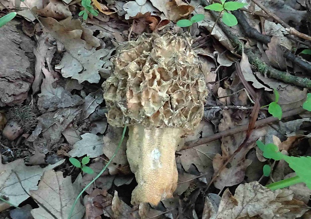 smrčok jedlý Morchella esculenta (L.) Pers.