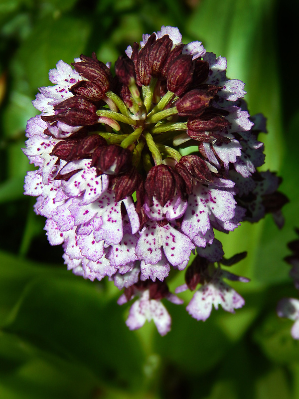 vstavač purpurový Orchis purpurea Huds.