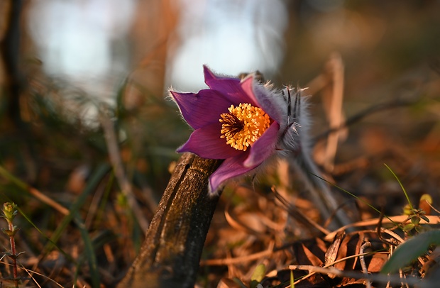 poniklec slovenský Pulsatilla slavica Reuss