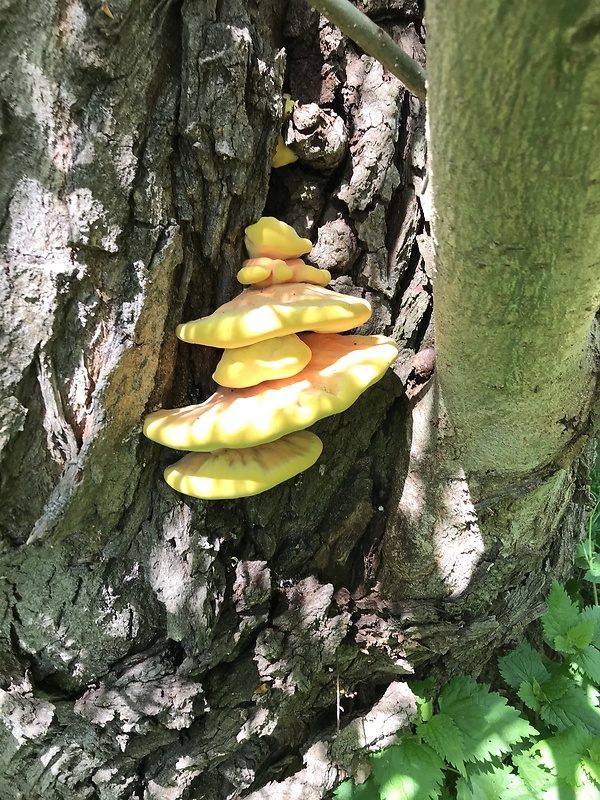 sírovec obyčajný Laetiporus sulphureus (Bull.) Murrill