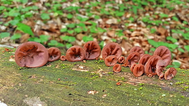 uchovec bazový Auricularia auricula-judae (Bull.) Quél.