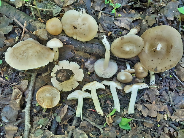 čírovnica májová + hodvábnica jarná/veľká? Calocybe gambosa (Fr.) Donk