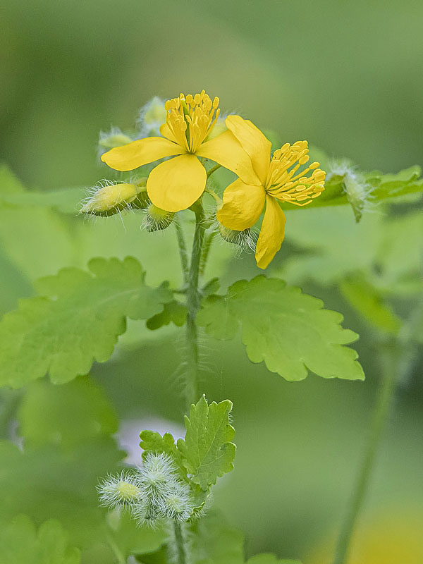 lastovičník väčší Chelidonium majus L.