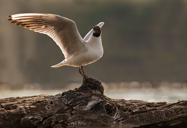 čajka smejivá Chroicocephalus ridibundus