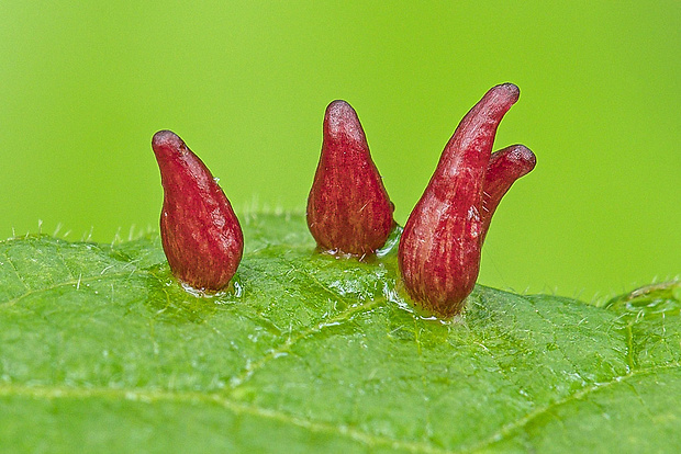 vlnovník lipový  Eriophyes tiliae