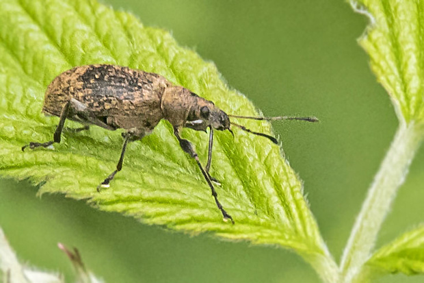 nosáčik  Liophloeus tessulatus