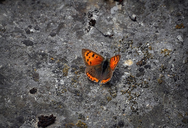 ohniváčik čiernokrídly (sk) / ohniváček černokřídlý (cz) Lycaena phlaeas (Linnaeus, 1761)