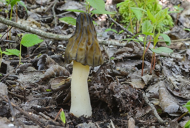 smrčok hybridný Morchella semilibera DC.