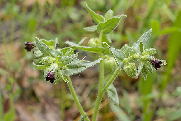 ostreň počerný Nonea pulla (L.) DC.