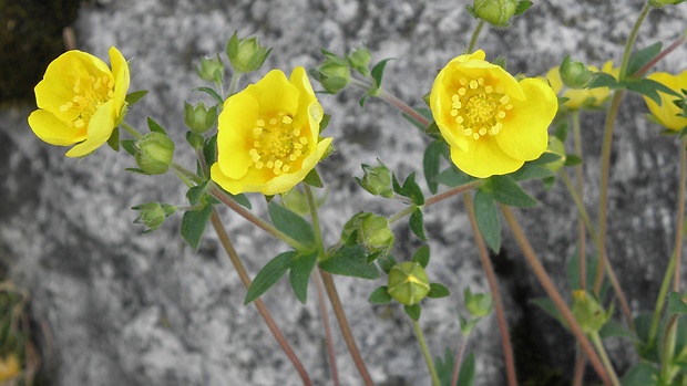 nátržník crantzov Potentilla crantzii (Crantz) Fritsch