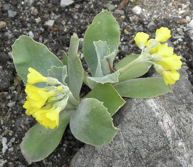 prvosienka holá Primula auricula L.