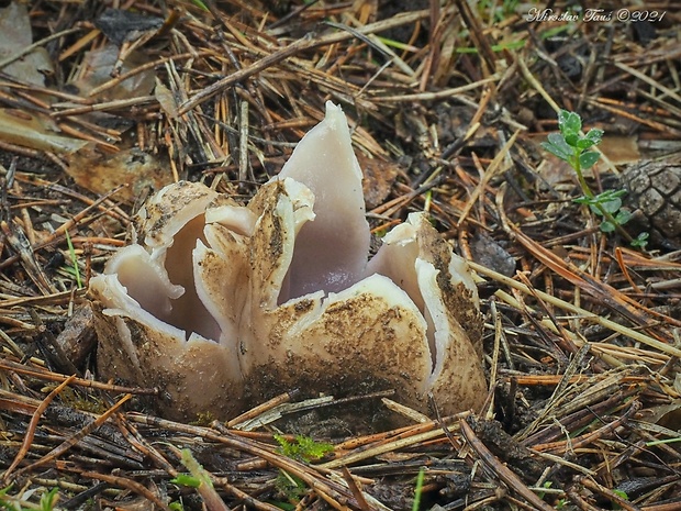 tulipánovka fialová Sarcosphaera coronaria (Jacq.) J. Schröt.