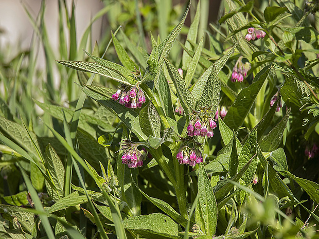 kostihoj lekársky Symphytum officinale L.