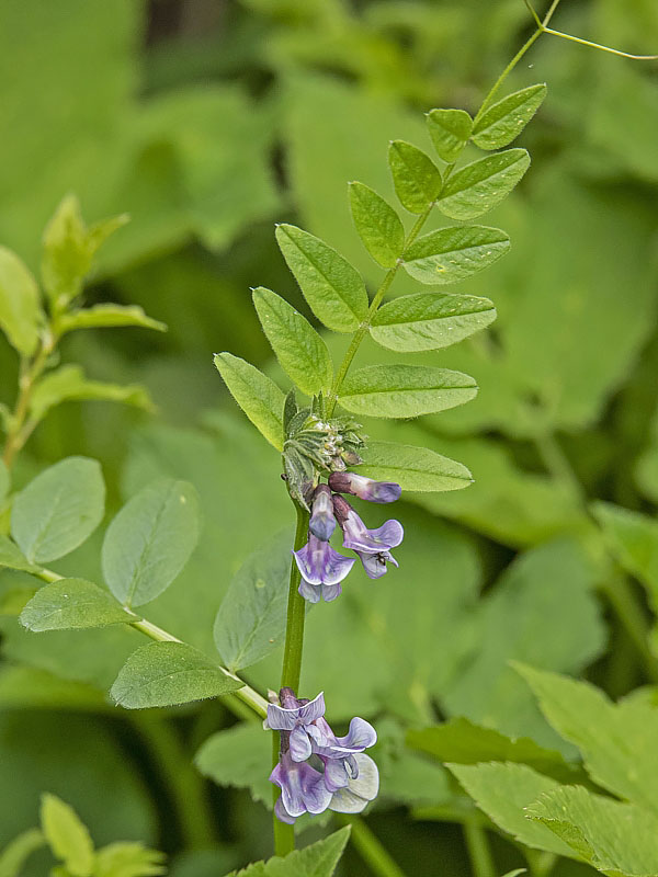 vika plotná Vicia cf. sepium L.