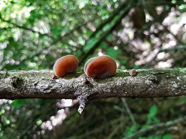 uchovec bazový Auricularia auricula-judae (Bull.) Quél.