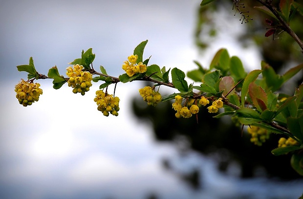 dráč obyčajný Berberis vulgaris L.