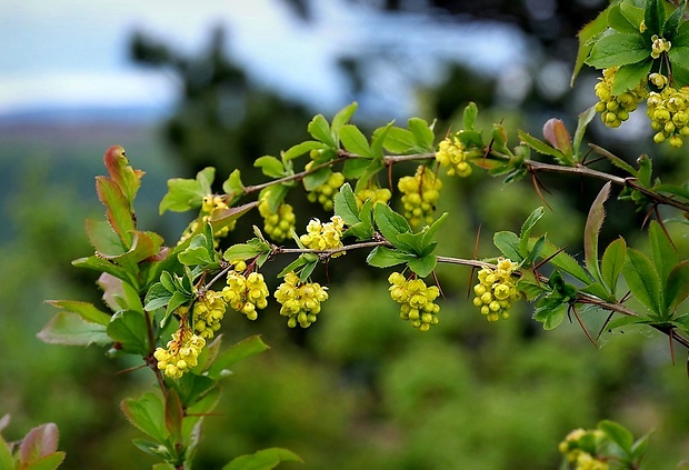 dráč obyčajný Berberis vulgaris L.