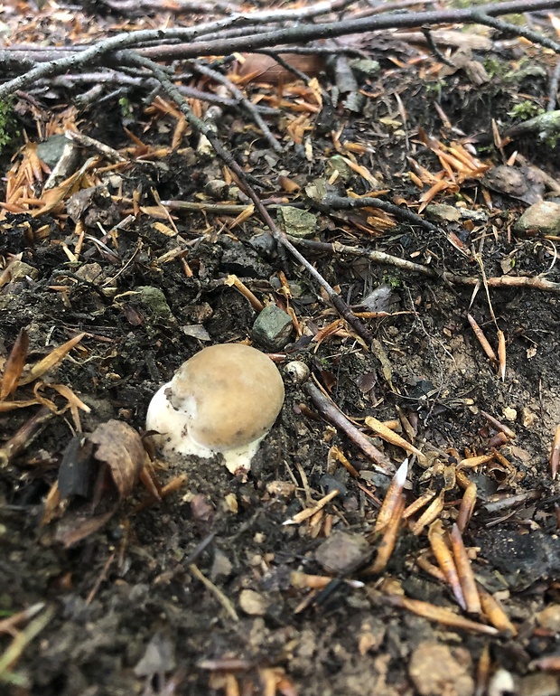 hríb dubový Boletus reticulatus Schaeff.