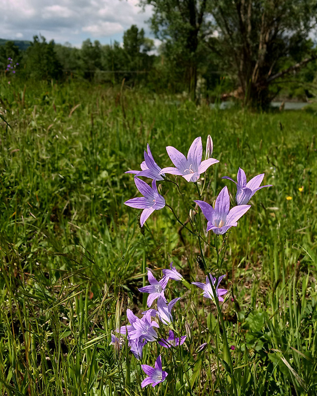 zvonček konáristý Campanula patula L.