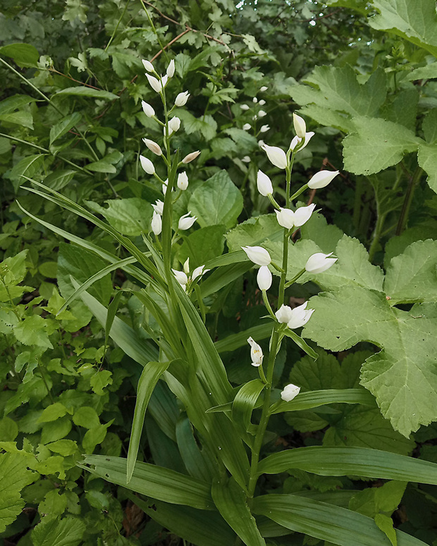 prilbovka dlholistá Cephalanthera longifolia (L.) Fritsch