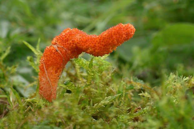 žezlovka hmyzová Cordyceps militaris (Fr.) Link