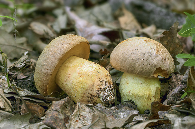 hríb plavý Hemileccinum impolitum (Fr.) Šutara