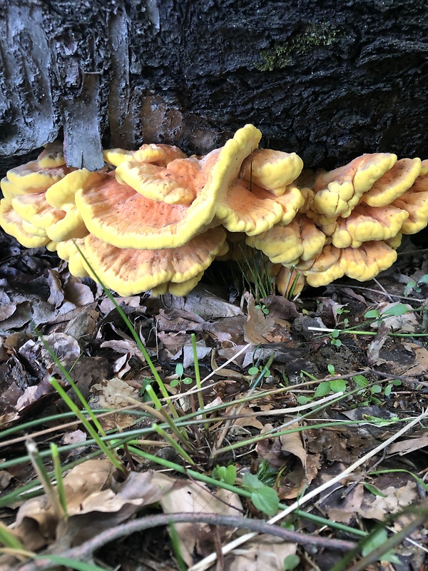 sírovec obyčajný Laetiporus sulphureus (Bull.) Murrill