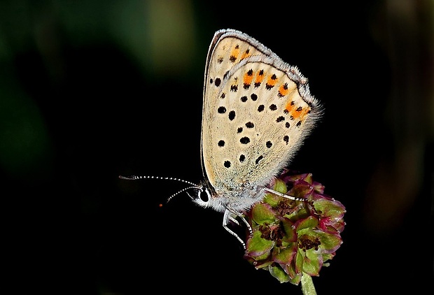 ohniváčik čiernoškvrnný (sk) / ohniváček černoskvrnný (cz) Lycaena tityrus (Poda, 1761)