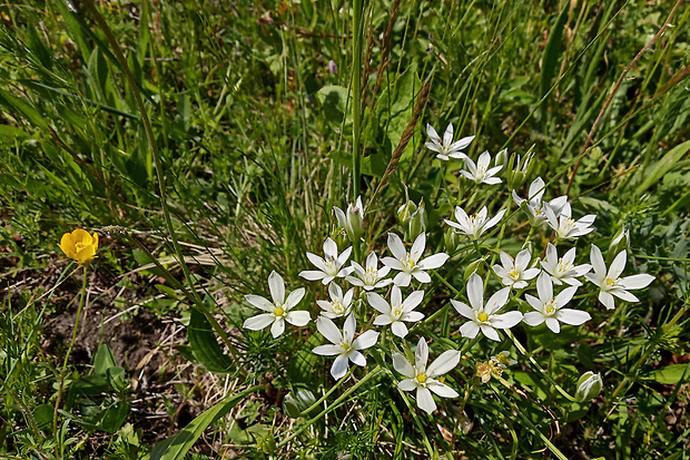 bledavka kochova ? Ornithogalum kochii Parl.