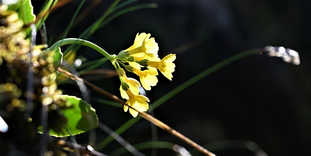 prvosienka holá Primula auricula L.