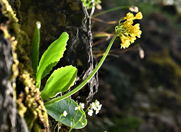 prvosienka holá Primula auricula L.