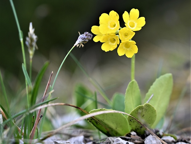 prvosienka holá Primula auricula L.