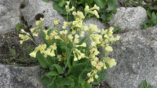 prvosienka vyššia Primula elatior (L.) L.