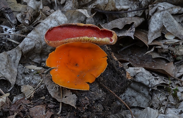 ohnivec rakúsky žltý Sarcoscypha austriaca var. lutea Ruini & Ruedl