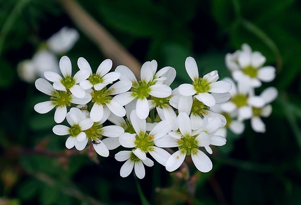 lomikameň cibuľkatý Saxifraga bulbifera L.