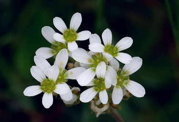 lomikameň cibuľkatý Saxifraga bulbifera L.