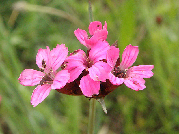 klinček pontederov Dianthus pontederae A. Kern.