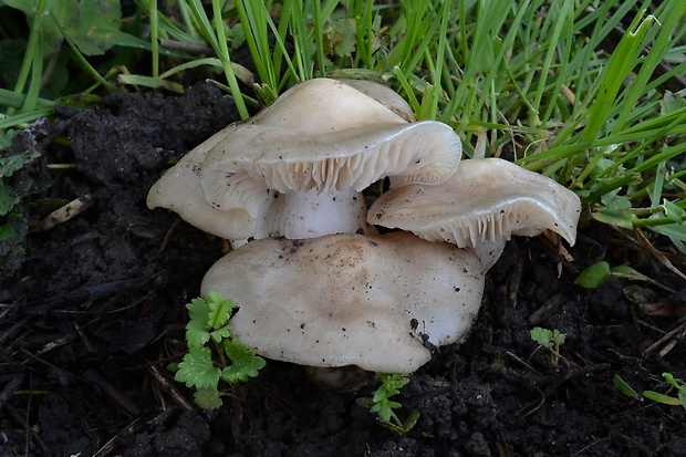 hodvábnica jarná Entoloma clypeatum (L.) P. Kumm.