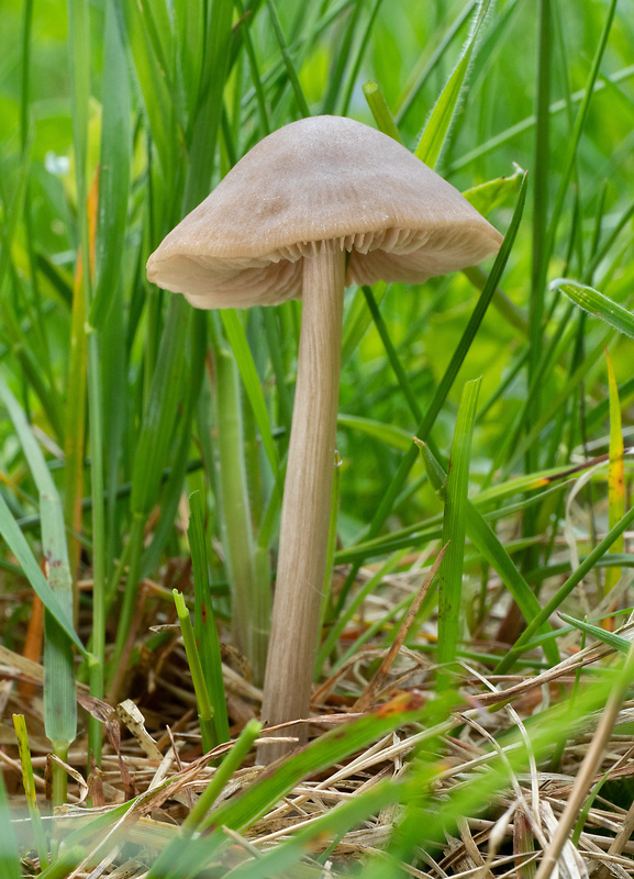 hodvábnica Entoloma sp.