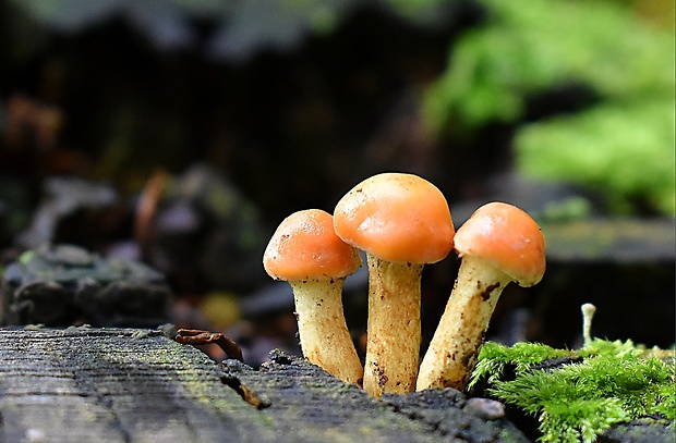 strapcovka zväzkovitá Hypholoma fasciculare (Huds.) P. Kumm.