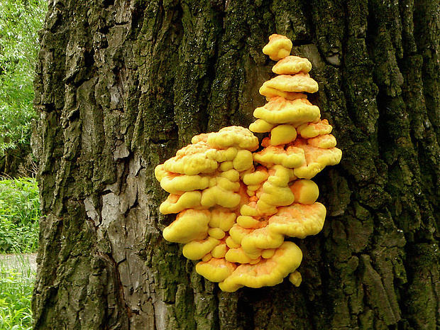 sírovec obyčajný Laetiporus sulphureus (Bull.) Murrill