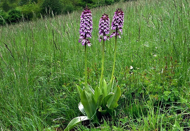 vstavač purpurový Orchis purpurea Huds.