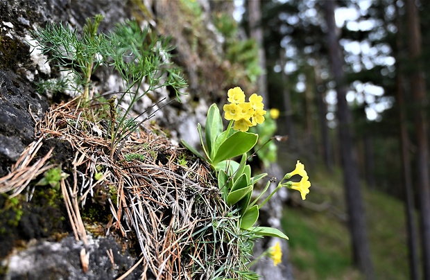 prvosienka holá Primula auricula L.