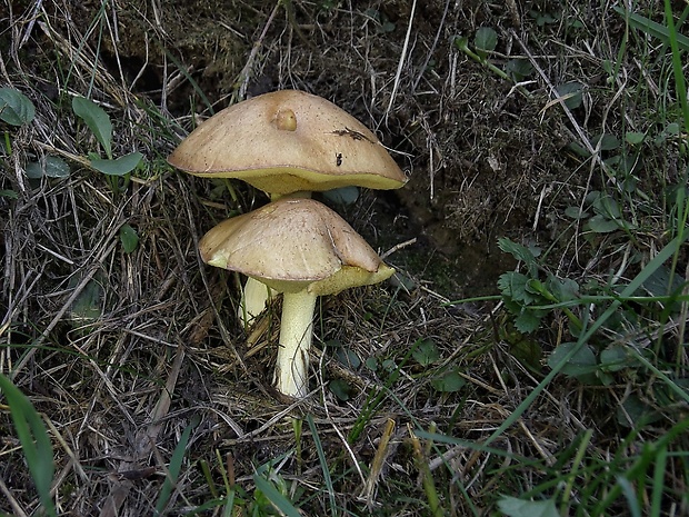 masliak zrnitý Suillus granulatus (L.) Roussel