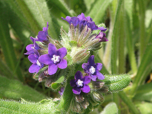 smohla lekárska Anchusa officinalis L.