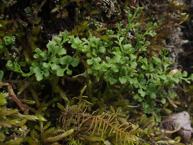 slezinník rutovitý Asplenium ruta-muraria L.