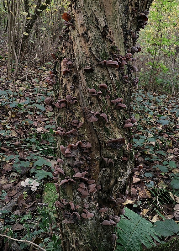 uchovec bazový Auricularia auricula-judae (Bull.) Quél.